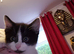Two lively kittens