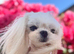 Exceptional Full Korean Maltese Boy Puppy