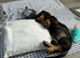 Standard Wirehaired Dachshund for sale