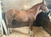 2 year old filly welsh d