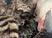Just 1 beautiful kitten left for sale
