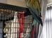 2 beautiful macaw birds