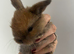 Beautiful pure mini lop and mini rex X mini lop babies