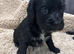 Cocker spaniel pups