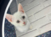 Turkish Angora Mix
