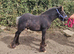 Cob Colt foal to make 13.1hh