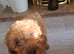 Red Toy Cavapoo Boy