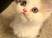 Cute Persian babies rare chocolate brown colour boy