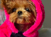 Beautiful tiny Maltipoo boy
