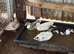 Call ducks all different colours for sale