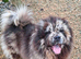Adorable chow chow puppy