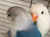 Love bird