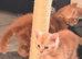 Male mainecoon kittens