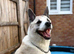 Benji - Akita cross Staffy
