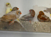 Double and Triple Orange Zebra Finches