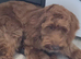 Australian labradoodle Red Male