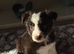 Ready to leave now and at a great new reduced price &pound;700 is my stunning mixed litter of 8 Border Collies