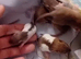 Baby pet rats ready to leave 3rd November.