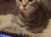 Beautiful grey tabby Maine coon cross male kitten