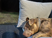 Merle pocket bully