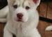 1 x Male Siberian Husky Puppy left