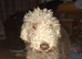 Puré working bedlington but make excelente petspure