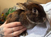 Netherland Dwarf X Mini Lop Neutered Male