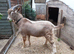 Stunnning Entire Intact Billy Toggenburg Goat - Father Pedigree