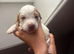Cocker Spaniel Puppies
