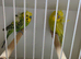 Helicopter budgies