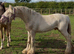 Cremello cob