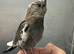 Hand reared baby cockatiel ready for its new home