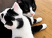 Beautiful Kittens Looking for Loving Homes