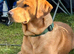 Labrador for stud