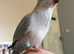 Tame quaker for sale