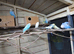 budgies for sale, read ad