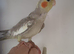 Baby Cockatiel