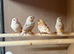 Triple orange zebra finches