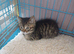 Persian x bsh kitten