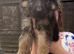 3 girl German shepards