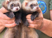 Polecat ferrets