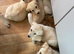 Labrador ready now