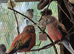 2026 finches