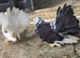 Fantails pair and a youngster
