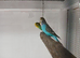 Breeding cages and budgies for sale.