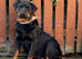 Rottweiler Puppies