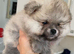 Beautiful Pom puppies for sale in Gainsborough