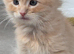 Maine coon mix