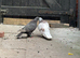 Pair of Turkish Takla Pigeons for Sale! ️