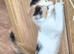 Last Calico Kitten
